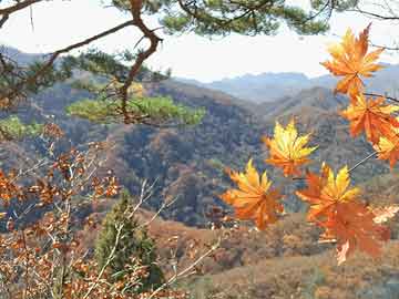 近期去澳门旅游要避开哪里？澳门大巴怎么坐