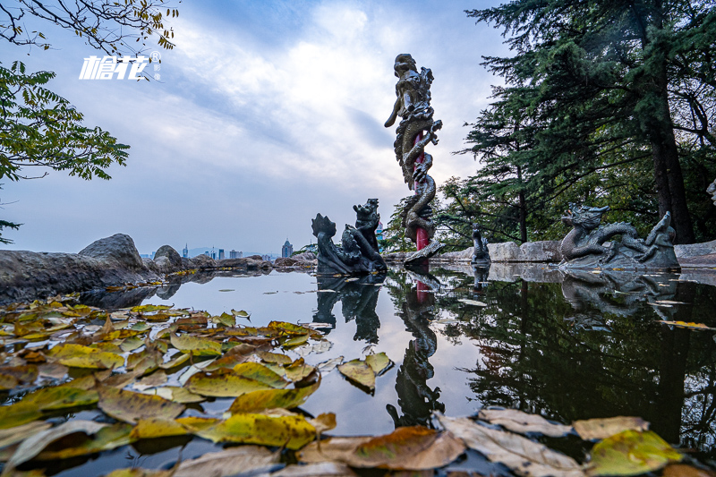 日本粉蝶花的景点，粉蝶花怎么养